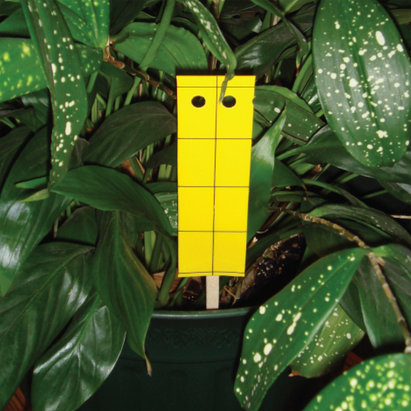 Enoz BioCare Gnat Stix
